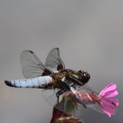 Close-up of dragonfly on flower