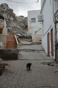 View of a dog on the wall of building