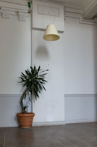 Potted plant against wall at home