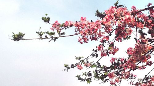 Low angle view of blooming tree against clear sky