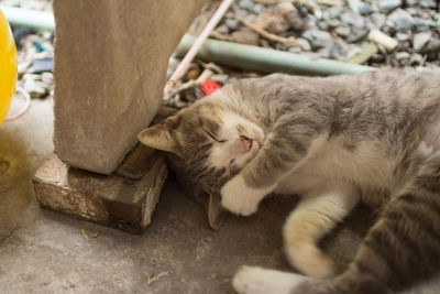 High angle view of cat sleeping