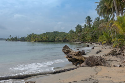 Starfish beach in bocas del toro, panama