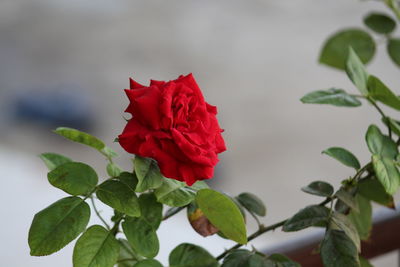 Close-up of red rose on plant