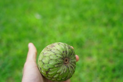 Close-up of hand holding fruit