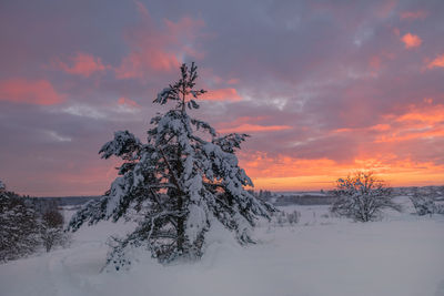 Plant on snow covered land against sky during sunset