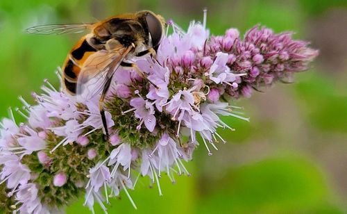 Close-up of bee pollinating on purple flower