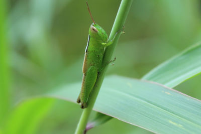 Close-up of insect on leaf