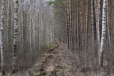 Plants growing on land in forest