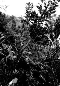 Close-up of spider web