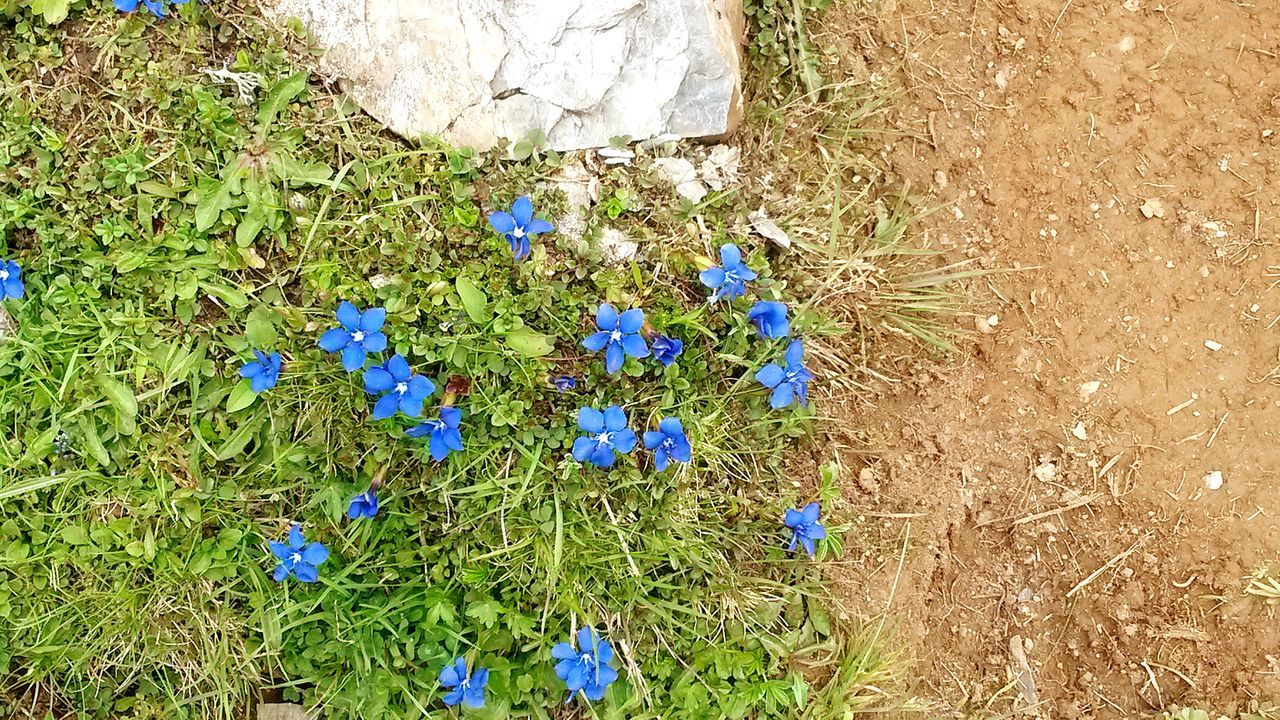 blue, purple, field, growth, flower, fragility, grass, freshness, plant, nature, beauty in nature, high angle view, day, wildflower, abundance, close-up, outdoors, tranquility, no people, sunlight