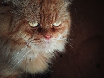 Close-up portrait of a cat