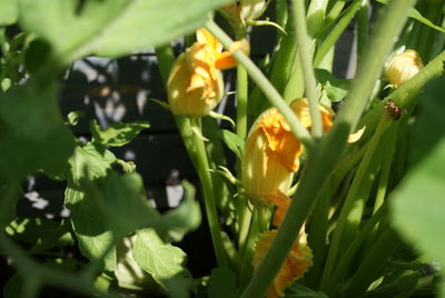 Close-up of yellow flowering plant