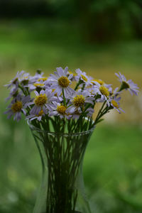 Close-up of flowering plant