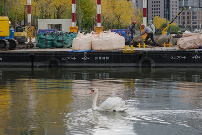 Swans in lake