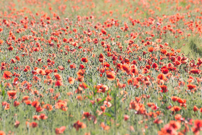 Close-up of red flowering plant on field