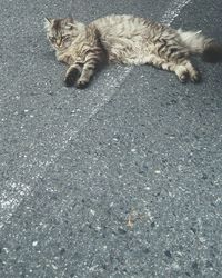 High angle view of cat on street