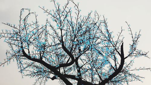 Low angle view of bare tree against clear sky