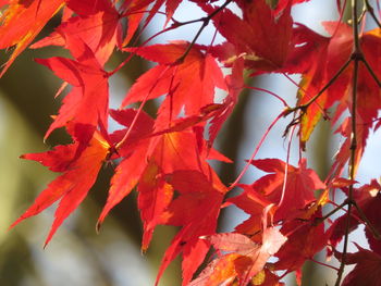 Close-up of red maple leaves