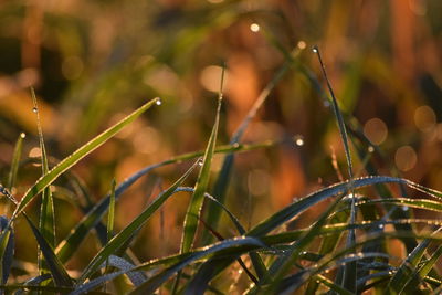 Close-up of wet grass on field