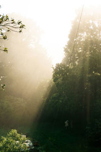 Trees in forest against sky