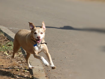 Portrait of dog running on beach