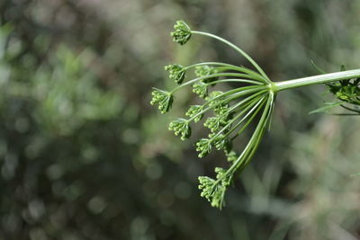 Close-up of green plant