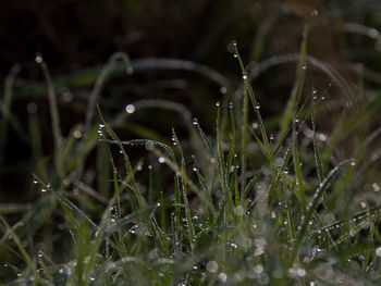 Close-up of wet plants during rainy season