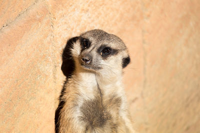 Close-up of meerkat