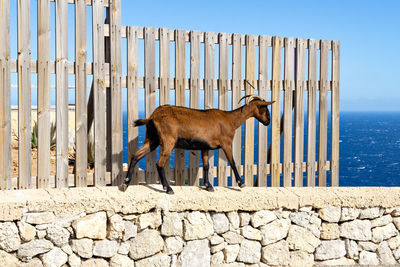 Horse standing in front of fence against sky