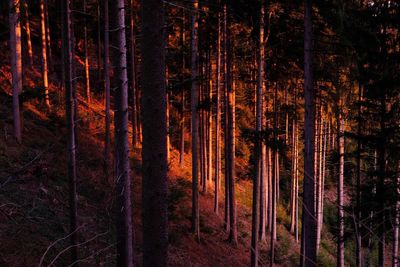 Pine trees in forest