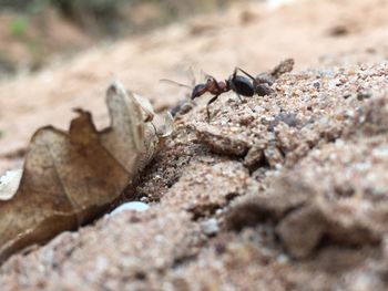 Close-up of grasshopper on rock