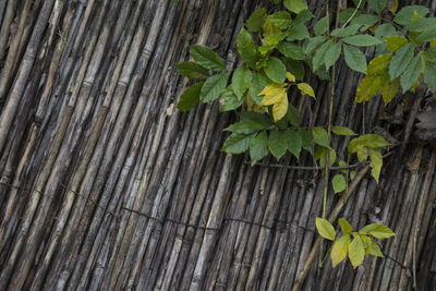 High angle view of leaves on wooden fence