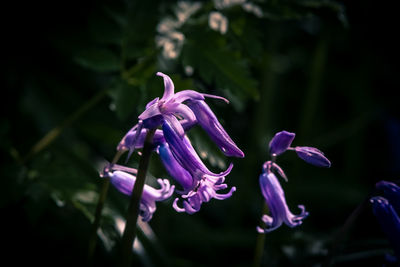 Close-up of purple flowering plant