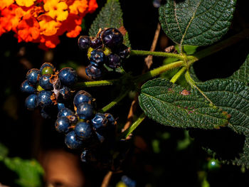 Close-up of grapes growing on plant