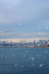 Pigeons flying with wings wide open and istanbul, turkey in the background