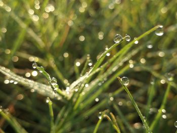 Close-up of water drops on plant during rainy season