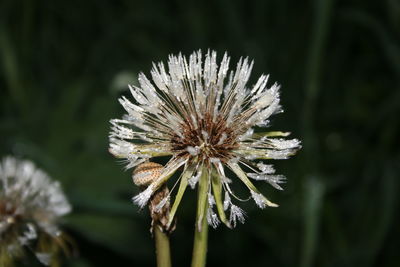 Close-up of white dandelion flower