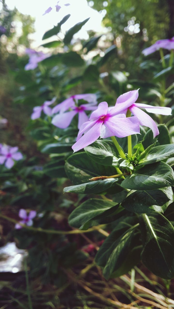 CLOSE-UP OF PURPLE FLOWERING PLANTS