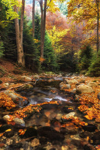 Leaves in stream amidst trees in forest during autumn