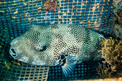 Close-up of fish swimming in sea