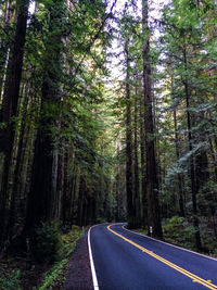 Road passing through forest