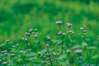 Close-up of flowers blooming outdoors