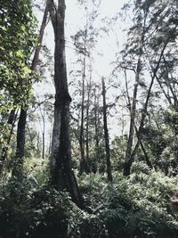 Trees in forest