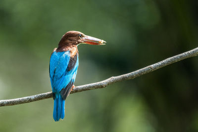 White-throated kingfisher perched and eating