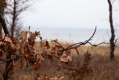 Branch with brown leaves in lower half of picture in focus in front of a lake