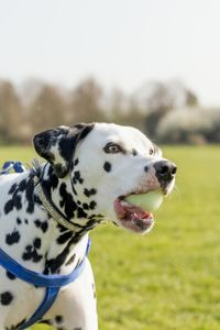 Close-up of dog carrying ball in mouth while standing at park