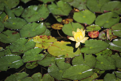 Close-up of lotus water lily in lake