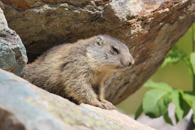 Close-up of squirrel