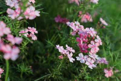 Close-up of pink flowering plants