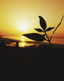 Close-up of silhouette flower against sky during sunset
